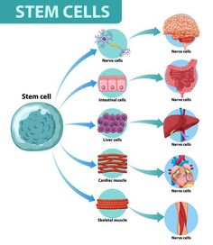 Cell Diagram, International Literacy Day, Online Course Design, Literacy Day, Biology Lessons, Education Icon, Information Poster, Teaching Biology