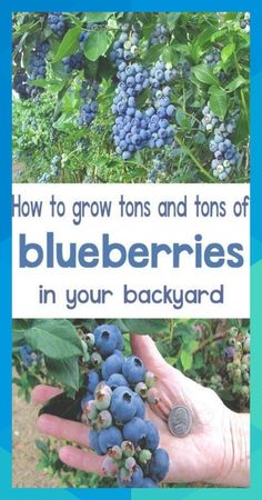 blueberries growing on the bush with text overlay how to grow tons and tons of blueberries in your backyard