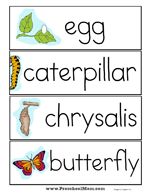 an egg, caterpillar and chryssals butterfly word cards with the words