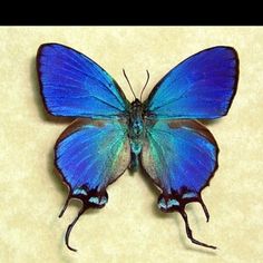 a blue butterfly sitting on top of a piece of paper