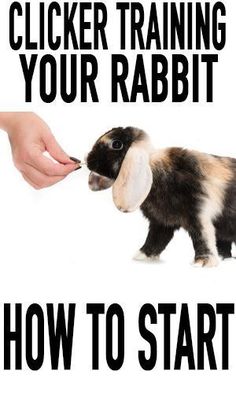 a rabbit being fed by someone's hand with the words clicker training your rabbit how to start