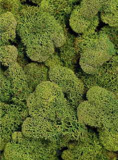 green moss growing on top of each other in a pile with lots of small leaves