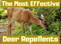 a deer in the woods with text overlay that reads, the most effective deer repellents