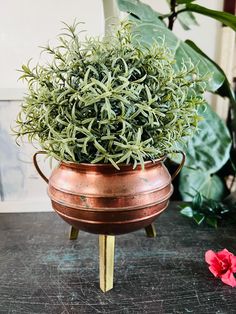 a potted plant sitting on top of a wooden table