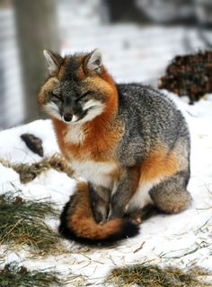 a fox sitting in the snow with its eyes closed