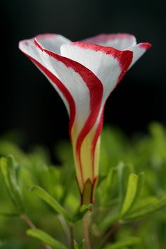 a red and white striped flower in the middle of some green plants with dark background