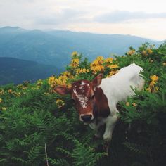 a brown and white cow standing on top of a lush green hillside covered in yellow flowers