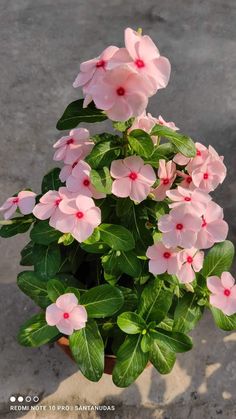 a potted plant with pink flowers and green leaves