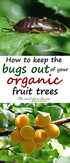 an insect sitting on top of a green leaf next to another insect with the words how to keep the bugs out of your organic fruit trees