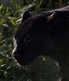 a close up of a black cat in front of some grass and bushes with the sun shining on it's face