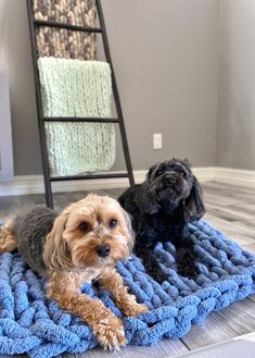 two small dogs laying on a blue blanket in the middle of a room with a ladder behind them