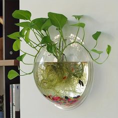 a plant in a glass bowl hanging on the wall next to a bookshelf