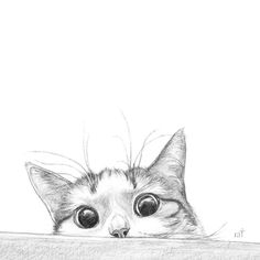 a pencil drawing of a cat peeking over a wall