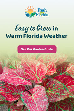 red and green plants with text that reads easy to grow in warm florida weather see our garden guide