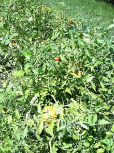 an orange tree in the middle of a field with lots of green leaves on it