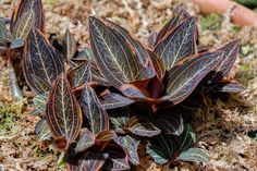 some plants that are growing in the dirt