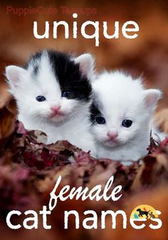 two kittens are sitting together in the leaves with captioning unique female cat names