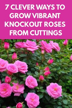 pink flowers with the words 7 clever ways to grow vibrant knockout roses from cuttings