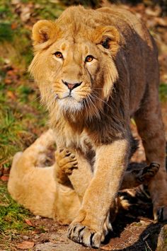 a large lion walking across a lush green field next to a baby one on the ground