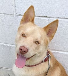 a dog with its tongue hanging out sitting in front of a white brick wall and looking at the camera