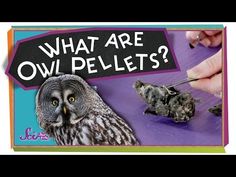 an owl that is sitting on top of a piece of paper with the words what are owl pellets?