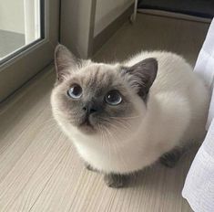 a siamese cat sitting on the floor next to a window looking at the camera