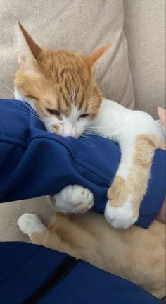 an orange and white cat is laying on someone's lap