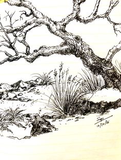 a pencil drawing of a tree in the desert