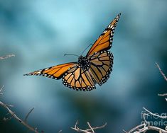 a monarch butterfly flying in the air above some bare tree branches with blue sky behind it