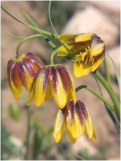 two yellow flowers with red and white stripes on them are blooming in the sun