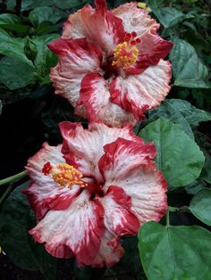 two red and white flowers in the middle of some green leaves with yellow stamen