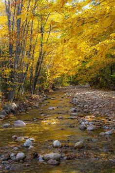 a stream running through a forest filled with lots of yellow and orange leaves on the trees