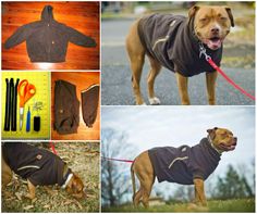 several pictures of dogs wearing jackets and leashes, including a pit bull terrier