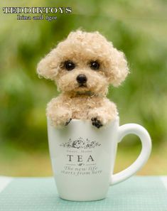 a teddy bear is sitting in a tea cup