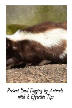 a ferret laying on the ground with text overlay that reads prevent yard digging by animals with 8 effective tips