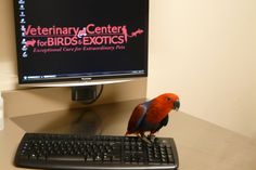 a red and blue bird sitting on top of a keyboard next to a computer monitor