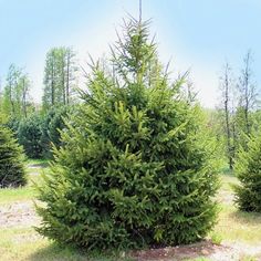 beautiful conifer evergreen tree black hills spruce Cypress Mulch, Types Of Mulch, Poplar Tree, Hydrangea Garden, Tree Images