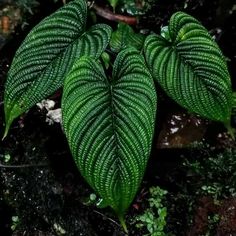 two large green leaves sitting on top of a forest floor