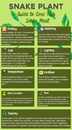 the snake plant guide is shown with information about how to grow and what to use