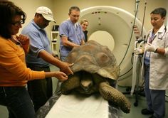 some doctors are looking at a giant tortoise that is being examined by it's owner