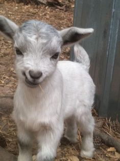 a small white goat standing on top of dry grass