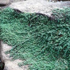 green moss growing on the side of a rock