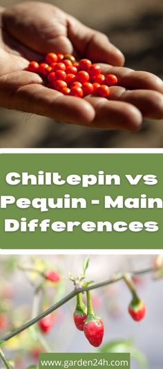 two pictures with the words chilepin vs pequen - main differences in color