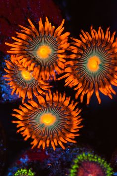 an image of some very pretty flowers in the dark night time scene with orange and green colors