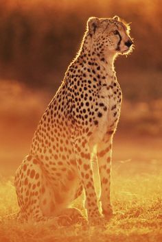 a cheetah sitting on the ground looking up at something in the distance with an orange sky behind it