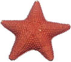 an orange starfish on a white background