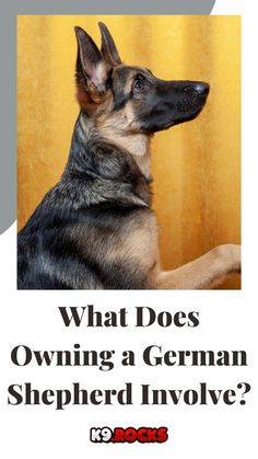 a german shepherd dog sitting in front of a curtain with the caption what does owning a german shepherd involve?