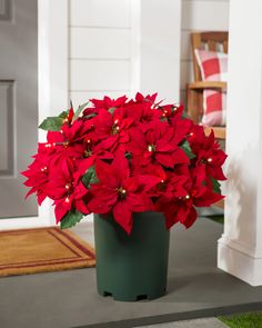 a potted plant with red poinsettias in it on the ground next to a door