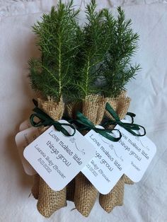 Eastern Red Cedar Tree Seedling Event Favors Tree Seedlings Wedding Favors, Tree Sapling Wedding Favor, Tree Seedling Wedding Favors, Seedling Wedding Favors, Woodland Baby Shower Table Centerpieces, Woodland Baby Shower Party Favors, Pine Tree Baby Shower Theme, Woodland Baby Shower Favors For Guests, Woodsy Baby Shower Theme