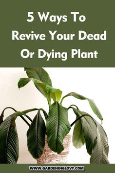 a potted plant with the words 5 ways to revive your dead or dying plant